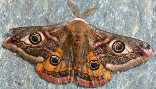 Réf. 300 511 : Saturnia pavonia